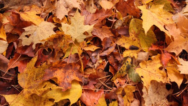 The Importance of Raking Fall Leaves